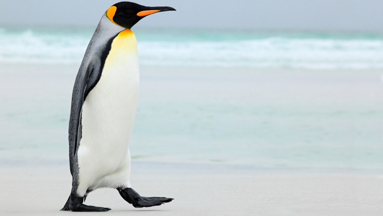 Linux-Kernel 5.3 bringt Unterstützung für neue Grafikchips und alte Diskettenlaufwerke Linux-Kernel 5.3 bringt Unterstützung für neue Grafikchips und alte Diskettenlaufwerke
