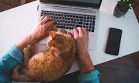 Katze auf der Tastatur: Wieso sie da liegt und was du dagegen tun kannst