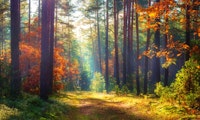 10 Minuten Abschalten: Tree.fm nimmt dich mit in den Wald