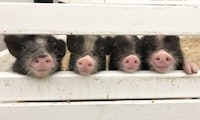 Schweine am Joystick: Studie zeigt verblüffende Ergebnisse