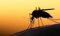 Mit Laserkanone gegen Stechmücken: Raspberry Pi soll es möglich machen