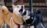 Duell der (S)hitcoins: Dogecoin (DOGE) versus Shiba Inu (SHIB)