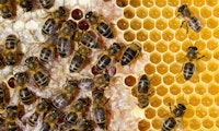 Wissenschaftler trainieren Bienen auf das Coronavirus