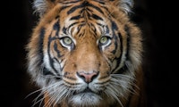 Die Katze im Sack? Tiger-King-Star Carole Baskin launcht Kryptowährung