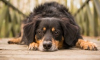 Wie der Tierschutzverein München über Tinder Haustiere vermittelt