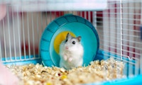 5 Dinge, die du diese Woche wissen musst: Ein Hamster schlägt die großen Broker