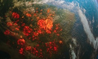 Münchner Startup will mit einem Satellitennetz Waldbrände entdecken