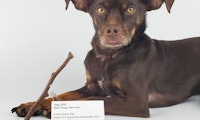 NFTs von Hundestöckchen bis Furz: Die 6 seltsamsten Auktionen