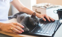 Katzen als Warnsignal: Microsoft-Entwickler teilt amüsante Windows-Anekdote