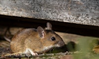 Gentechnologie: Bit-Mouse-DAO will Mäusen Bitcoin einpflanzen
