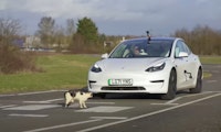 Tesla Model 3 würde deine Katze überfahren – zeigt ein Experiment