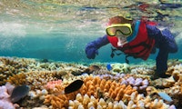 Massenbleiche am Great Barrier Reef – können Startups helfen?