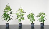 Living Carbon: Startup züchtet effiziente Gen-Bäume gegen zu viel CO2