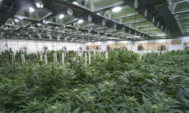 Cannabis-Legalisierung – 10 Firmen, die dich bald high machen könnten
