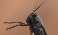 Heuschrecken riechen Krebs: Forscher erschaffen Cyborg-Insektenhirn