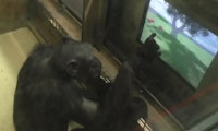 Affenstarke VR: Schimpansen spielen Videospiele im Zoo