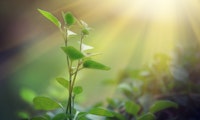 Künstliche Photosynthese: So wachsen Pflanzen auch ohne Licht