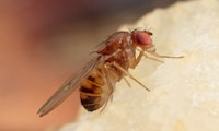 Manipulation von Neuroschaltkreisen: Wissenschaftler steuern Fruchtfliegen fern