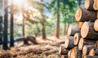 Nachhaltigere E-Mobilität: Northvolt entwickelt Akkus auf Holz-Basis