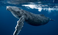 Technik in der Tiefsee: Ungenutzte Glasfaserkabel helfen bei Wal-Forschung